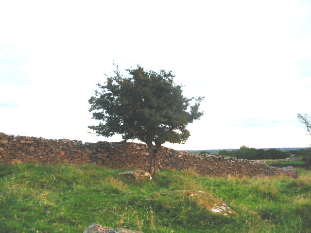 Fairy Bush At Quinaltagh